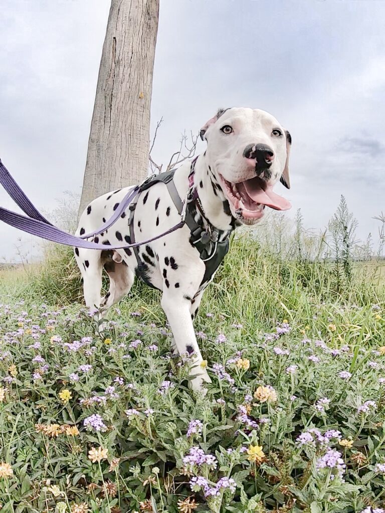 Dalmatian dog walking in amongst flowers